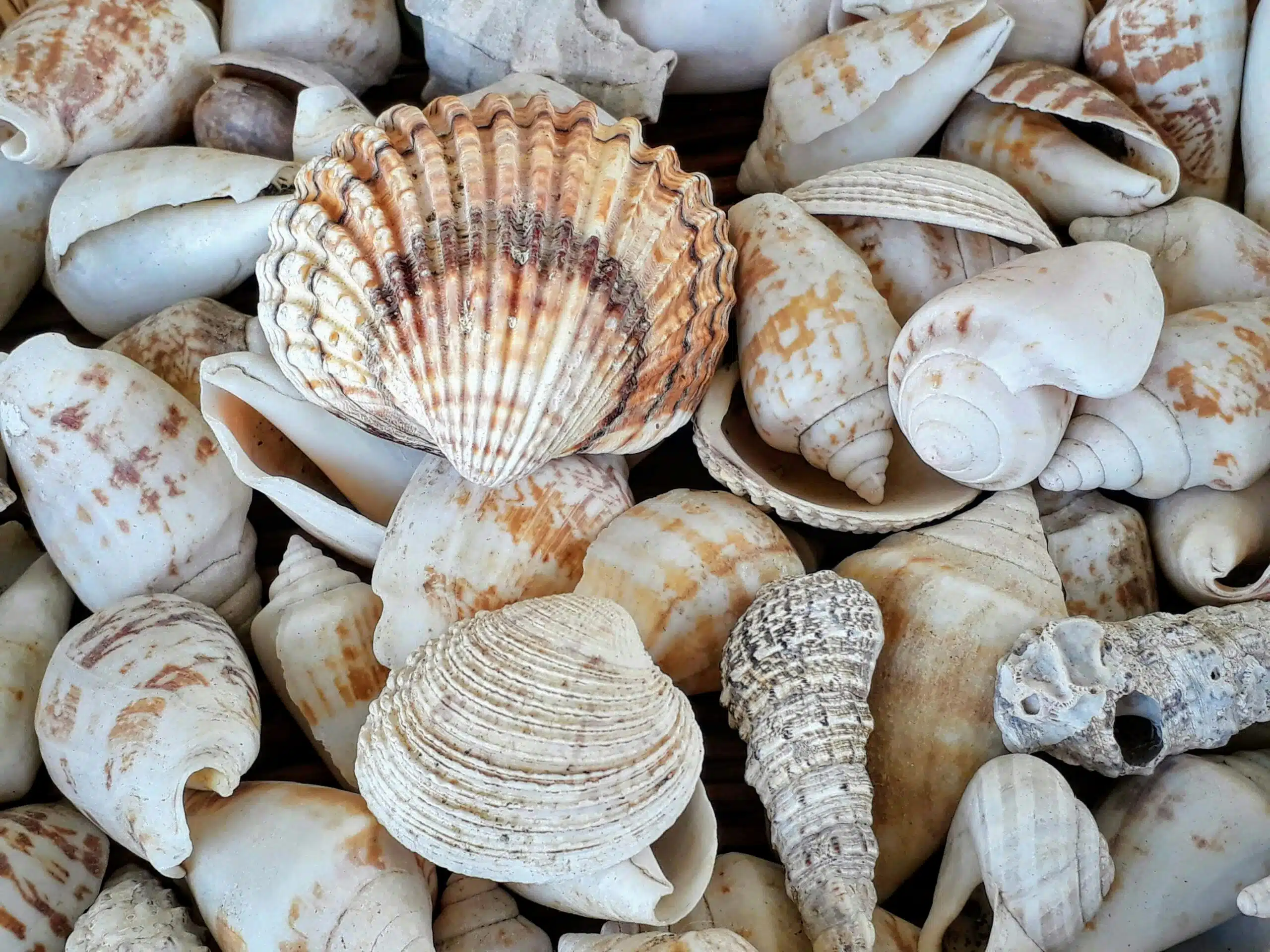 Threat Spotlight: Webshells and why cybercriminals love them.